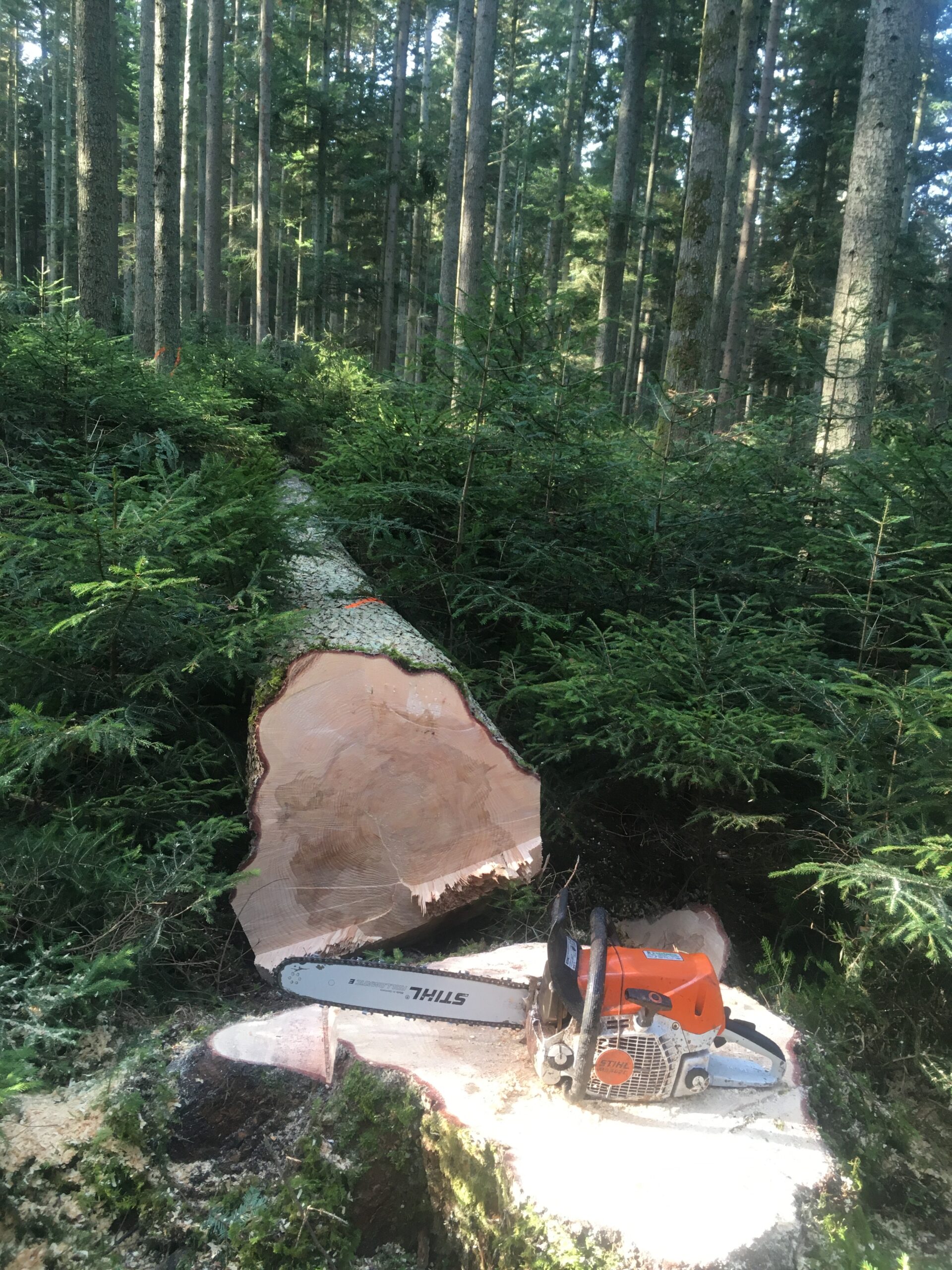 Holzeinschlag für Lang- und Kurzholz